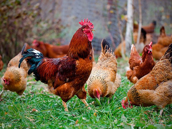 Породы куриц | ЗооТом - продажа, вязка и услуги для животных в Ростове