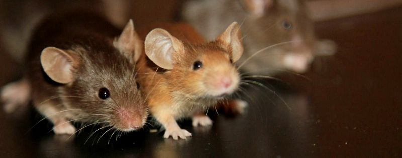 Все о мышах в Ростове | ЗооТом - продажа, вязка и услуги для животных в Ростове