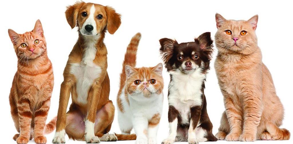 Доска объявлений о животных | ЗооТом - продажа, вязка и услуги для животных в Ростове