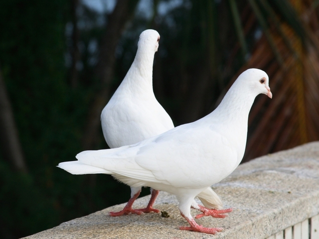 Все о голубях | ЗооТом - продажа, вязка и услуги для животных в Ростове
