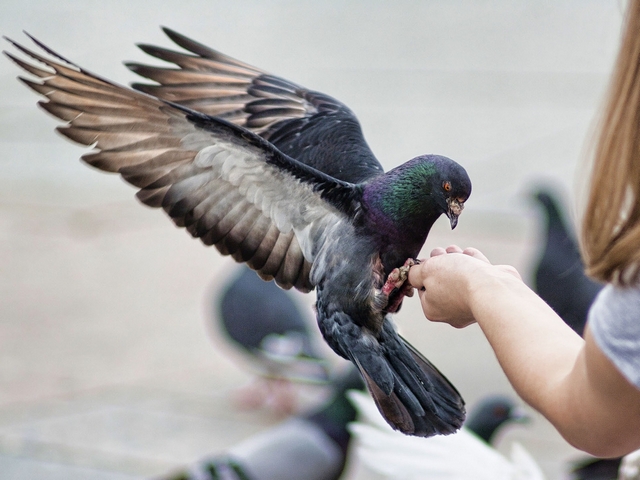 Все о голубях | ЗооТом - продажа, вязка и услуги для животных в Ростове