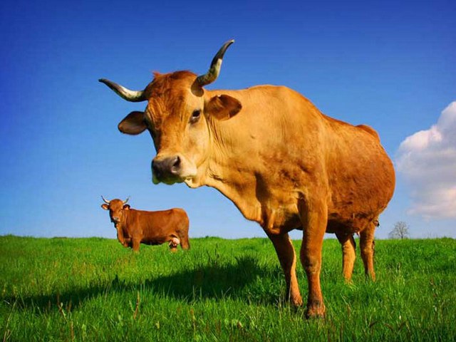 Все о коровах в Ростове | ЗооТом портал о животных