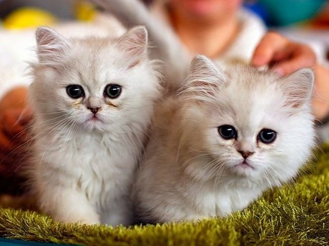 Породы кошек в Ростове | ЗооТом портал о животных