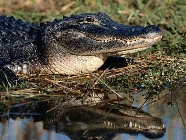 Породы крокодилов в Ростове | ЗооТом портал о животных