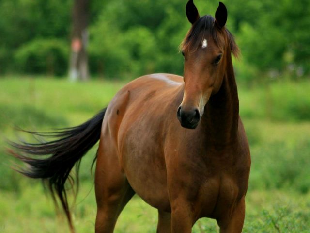 Содержание лошадей и уход за ними в Ростове | ЗооТом портал о животных