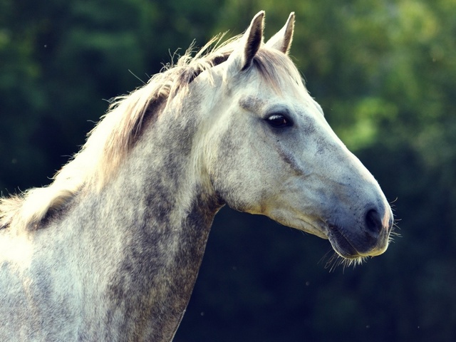 Уход за лошадьми в Ростове | ЗооТом портал о животных