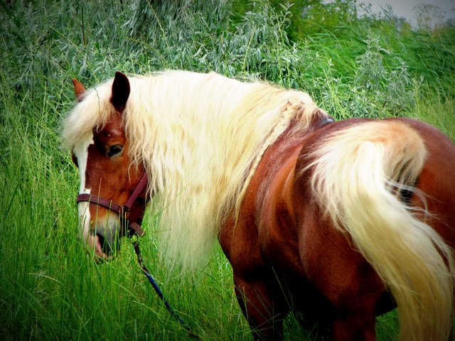 Породы лошадей в Ростове | ЗооТом портал о животных