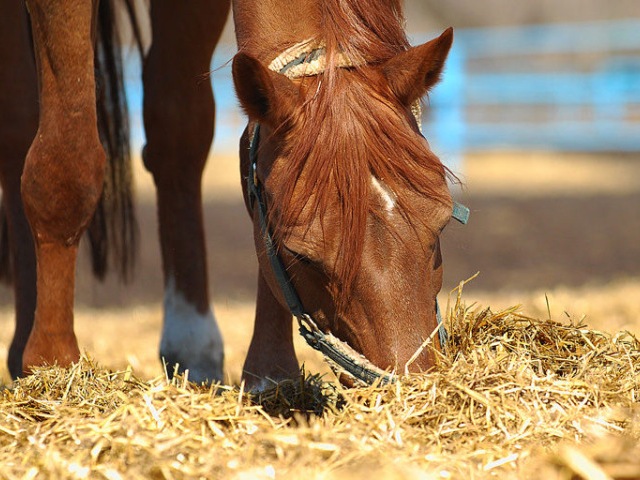 Содержание лошадей в Ростове | ЗооТом портал о животных