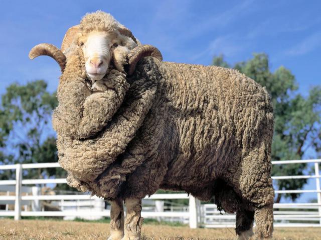 Породы овец в Ростове | ЗооТом портал о животных