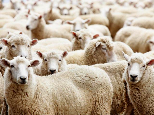 Породы овец в Ростове | ЗооТом портал о животных