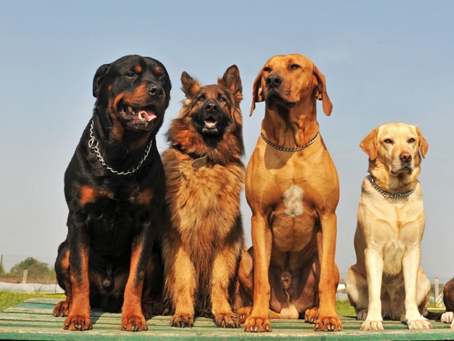 Крупные породы собак в Ростове | ЗооТом портал о животных